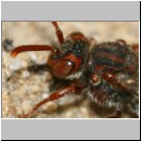 Nomada alboguttata - Wespenbiene w15b 8mm.jpg